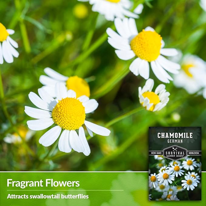 German Chamomile Seeds for Planting - 1 Packet with Instructions to Plant and Grow Matricaria chamomilla in Your Home Herb Garden - Non-GMO Heirloom Variety - Survival Garden Seeds