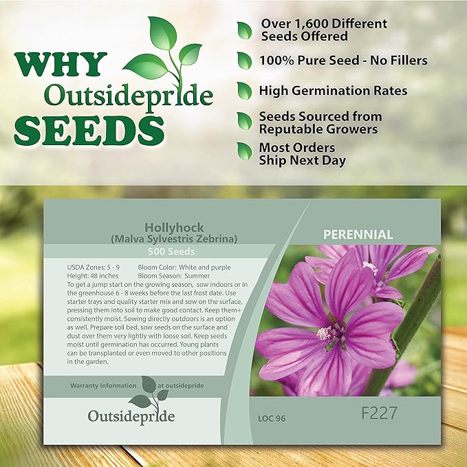 Outsidepride 500 Seeds Perennial Malva Sylvestris Purple French Hollyhock Zebrina Flower Seeds for Planting