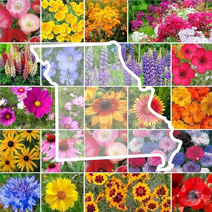 Eden Brothers Missouri Wildflower Mixed Seeds for Planting, 1/4 lb, 120,000+ Seeds with Lupine, Coreopsis | Attracts Pollinators, Plant in Spring or Fall, Zones