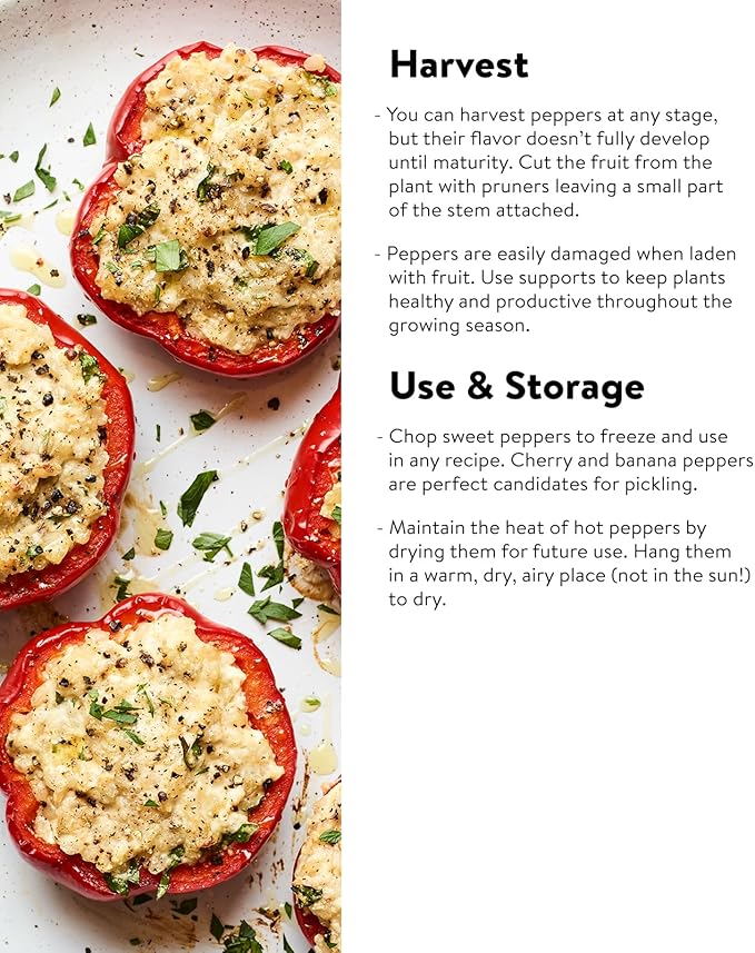 Burpee Great Stuff Sweet Pepper Seeds 40 seeds