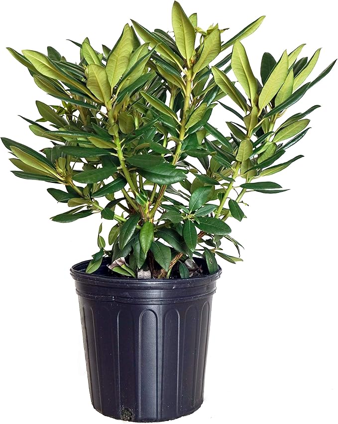 Rhododendron 'Purple Passion' (Rhododendron) Evergreen, purple flowers, #2 - Size Container