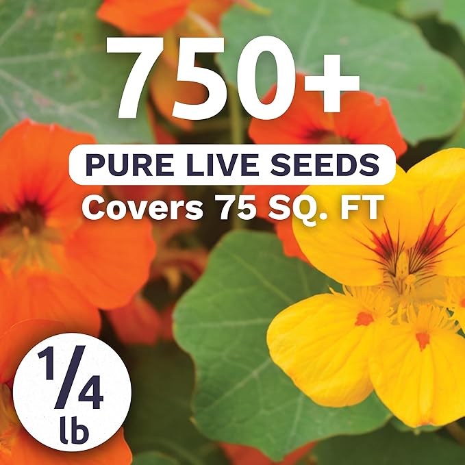 Nasturtium Jewel Mix - Bulk 1/4 Pound Pouch - 750 Flower Seeds for Planting - Tropaeolum majus