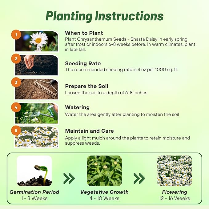 Outsidepride Shasta Daisy Chrysanthemum Seeds - 5 Lbs. Perennial Deer Proof, Drought Tolerant, Wildflower Seeds for Pollinator Gardens, Cut Flowers & Water-Efficient, Low Maintenance Landscaping