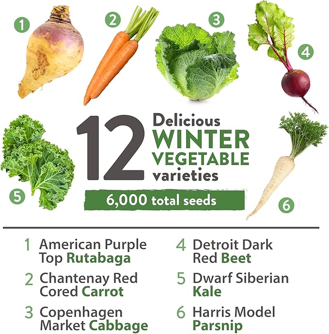 HOME GROWN 12 Winter Vegetable Seeds - Heirloom, Non-GMO Fall & Winter Vegetable Seeds for Planting Home Garden: Bean, Beet, Broccoli, Cabbage, Carrot, Cauliflower, Kale, Parsnip, Squash, Chard & More