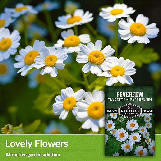 Feverfew Seeds for Planting - 3 Packets with Instructions to Plant and Grow Your Own Bachelor's Buttons in Your Home Vegetable or Herb Garden - Non-GMO Heirloom Variety - Survival Garden Seeds