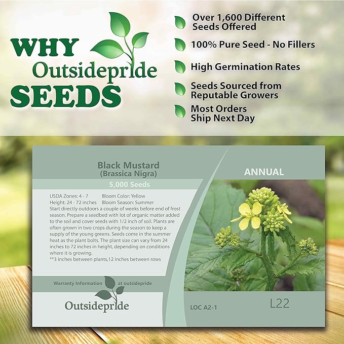 Outsidepride 5000 Seeds Annual Black Mustard Herb Garden Seed for Microgreens, Sprouts, & Cooking