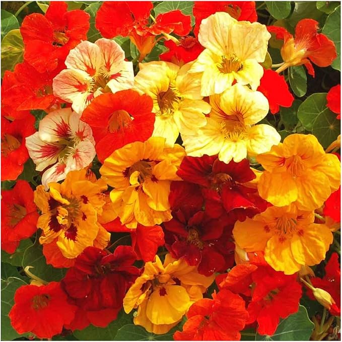 Seed Needs, 1.5 Ounce 350+ Nasturtium Seeds “Jewel Mixture (Tropaeolum nanum) Edible Blooms, Non-GMO, Easy to Grow, Mixed Colors Flower Seeds Mix, Attracts Pollinators - Bulk
