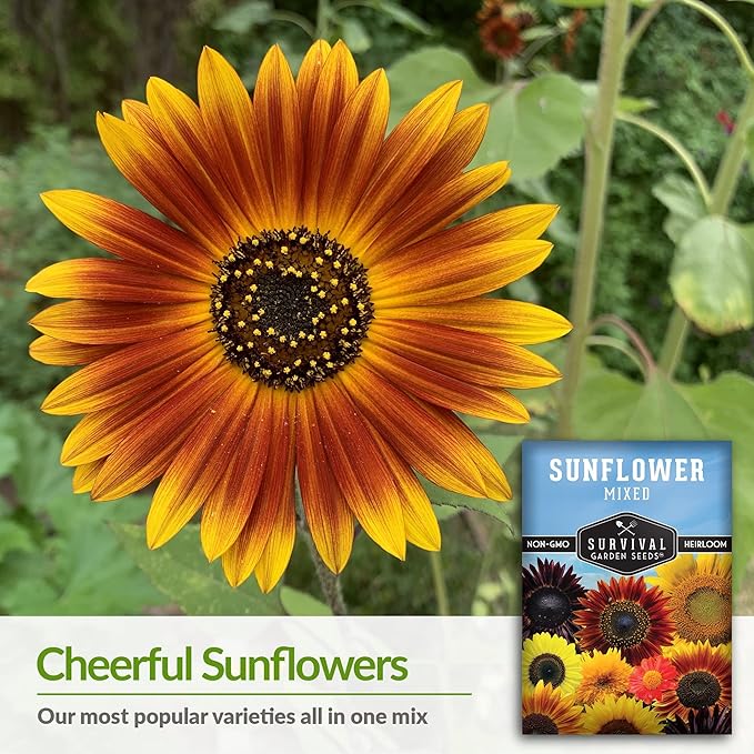 Survival Garden Seeds - Mix of Popular Sunflower Seeds for Planting - 3 Packs with Instructions to Grow Beautiful Flowers in Your Home Vegetable or Flower Garden - Non-GMO Heirloom Varieties