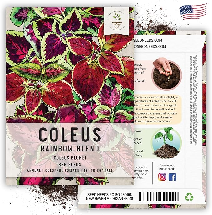 Seed Needs Coleus Seeds for Planting Rainbow Mixture - Heirloom & Open Pollinated Plants Prefer Partial Shade Indoors/Outdoors (1 Pack)
