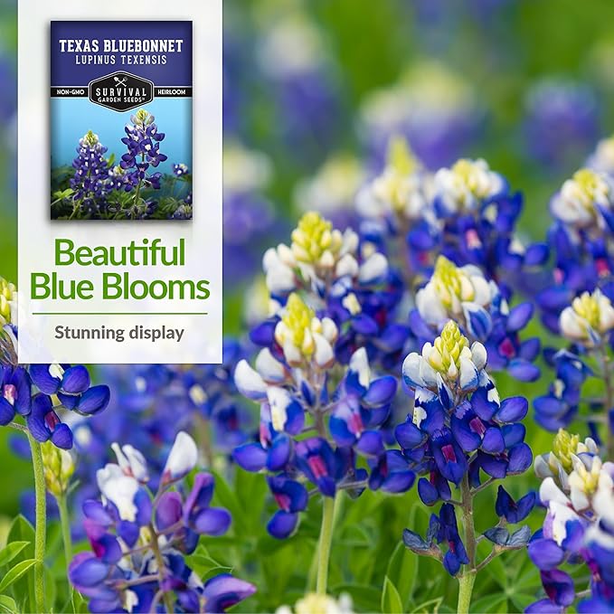 Texas Bluebonnet Seed for Planting - 1 Packet with Instructions to Plant & Grow Lupinus Texenisis in Your Home Wildflower Garden - Non-GMO Heirloom Variety- Survival Garden Seeds - Drought Resistant