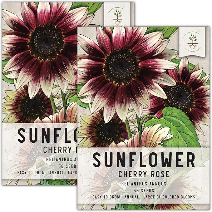 Seed Needs, Cherry Rose Sunflower Seeds - 50 Hybrid Seeds for Planting Helianthus annuus - Bi-Color Blooms for an Outdoor Butterfly Garden, Great Cut Flowers (2 Packs)