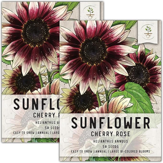 Seed Needs, Cherry Rose Sunflower Seeds - 50 Hybrid Seeds for Planting Helianthus annuus - Bi-Color Blooms for an Outdoor Butterfly Garden, Great Cut Flowers (2 Packs)