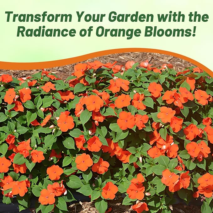 Outsidepride 25 Seeds Orange Impatiens Garden Flower Seeds for Planting