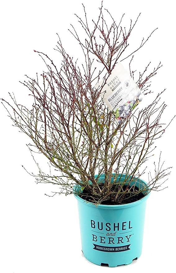Bushel and Berry™ - Vaccinium cor. Blueberry Glaze (Blueberry) Edible-Shrub, , #2 - Size Container