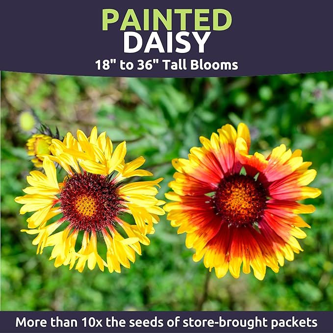 Painted Daisy - Large 1 Ounce Packet - 10,000 Flower Seeds for Planting - Tanacetum coccineum