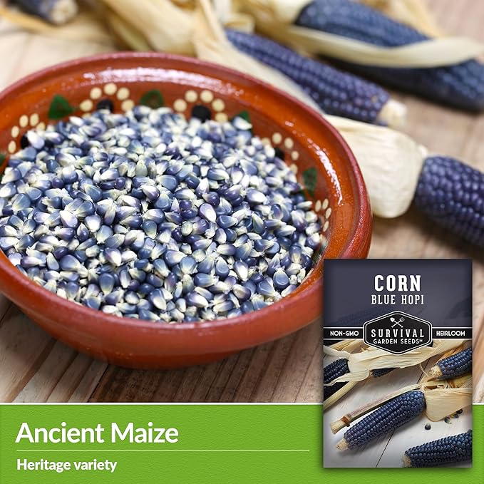 Blue Hopi Corn Seeds for Planting - 3 Packets with Instructions to Plant and Grow Heritage Blue Maize in Your Home Vegetable Garden - Non-GMO Heirloom Variety - Survival Garden Seeds