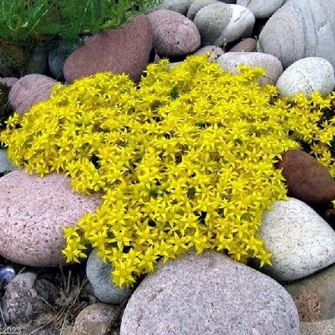 CHUXAY GARDEN Yellow Sedum Acre-Goldmoss Stonecrop,Mossy Stonecrop,Goldmoss Sedum,Biting Stonecrop,Wallpepper 500 Seeds for Planting Landscaping Rocks Overseed Existing Lawn Ornamental Garden Plants