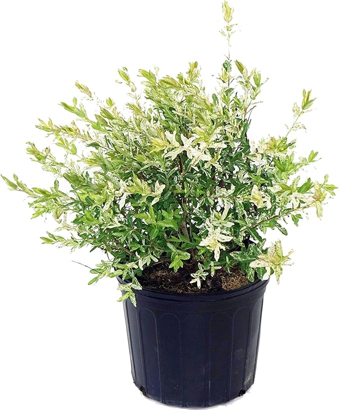 Green Promise Farms - Salix `Hakaro Nishiki' (Dappled Willow)Shrub, #3 -Size Container