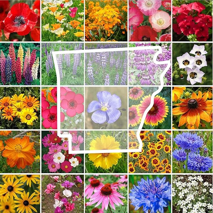 Eden Brothers Arkansas Wildflower Mixed Seeds for Planting, 1 lb, 480,000+ Seeds with African Daisy, Cosmos | Attracts Pollinators, Plant in Spring or Fall, Zones