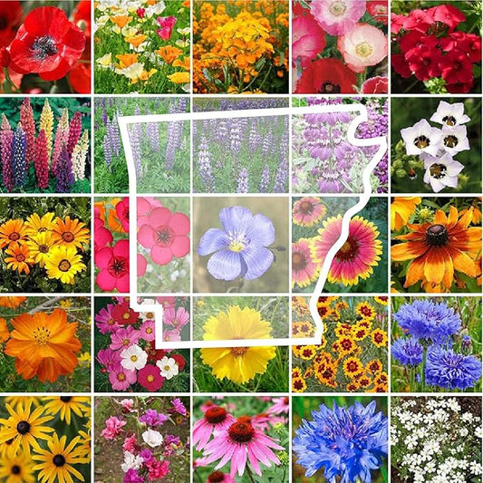 Eden Brothers Arkansas Wildflower Mixed Seeds for Planting, 1 lb, 480,000+ Seeds with African Daisy, Cosmos | Attracts Pollinators, Plant in Spring or Fall, Zones