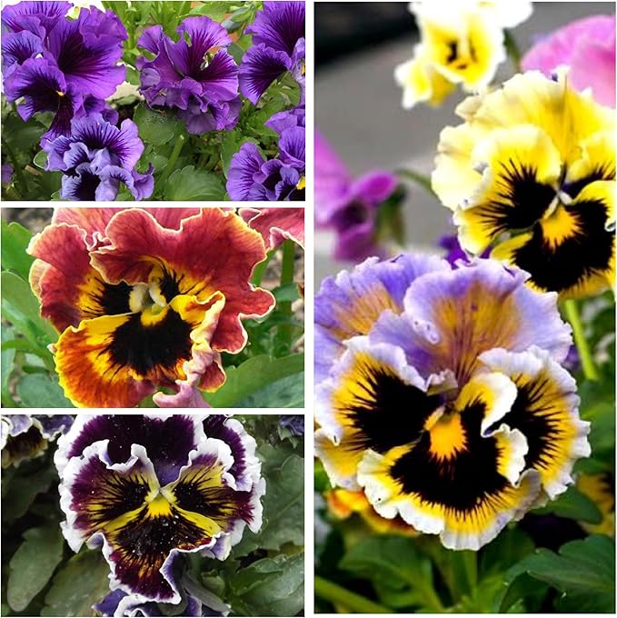 Seed Needs, Rococo Pansy Seeds - 600 Heirloom Seeds for Planting Viola Germania (2 Packs)