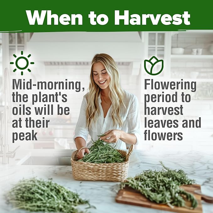 HOME GROWN Rosemary Seeds Pack - 300 High Germinating Non-GMO Heirloom Herb Seeds for Planting in Indoor or Outdoor Herb Gardens - USA Sourced (Salvia rosmarinus)