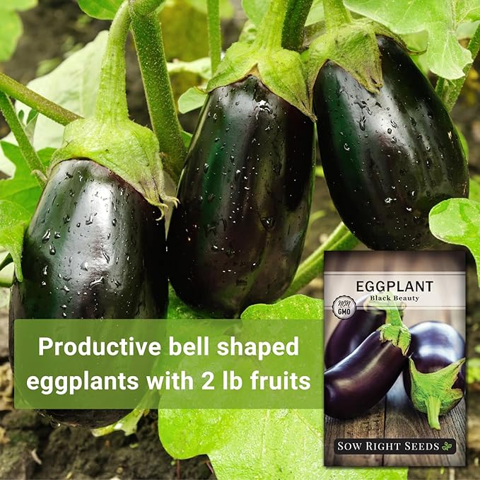 Sow Right Seeds - Black Beauty Eggplant Seed for Planting - Non-GMO Heirloom Packet with Instructions to Plant an Outdoor Home Vegetable Garden - Large Round Fruits, Deep Purple Variety (2)