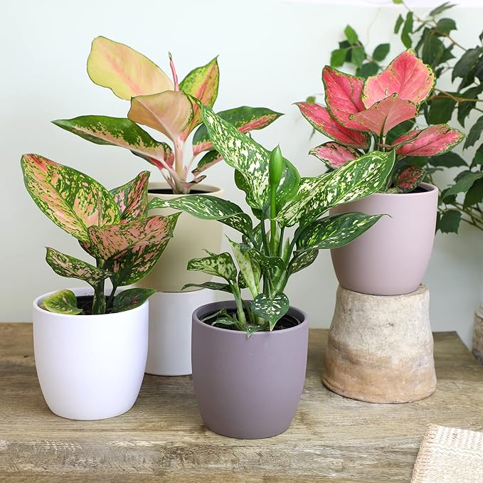 Chinese Evergreen Live Plant Assortment 4PK, Aglaonema Live Plant 4 Inch Plant Pots, Office Plants, Live House Plants Indoors, Live Plants Indoor Plants Live Houseplants Live Indoor by Plants for Pets