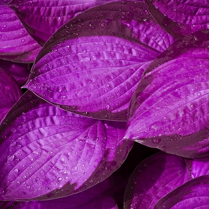Purple Hosta Seeds - 200pcs Attract Pollinators Perennial Hosta Plants Ease of Planting Ideal for Shaded Gardens