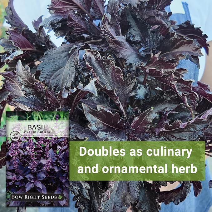 Sow Right Seeds - Purple Ruffles Basil Seeds for Planting - Non-GMO Heirloom Packet with Instructions - Indoors or Outdoor - Great for Hydroponics or Growing Kitchen Herb Garden - Purple Leaves (1)