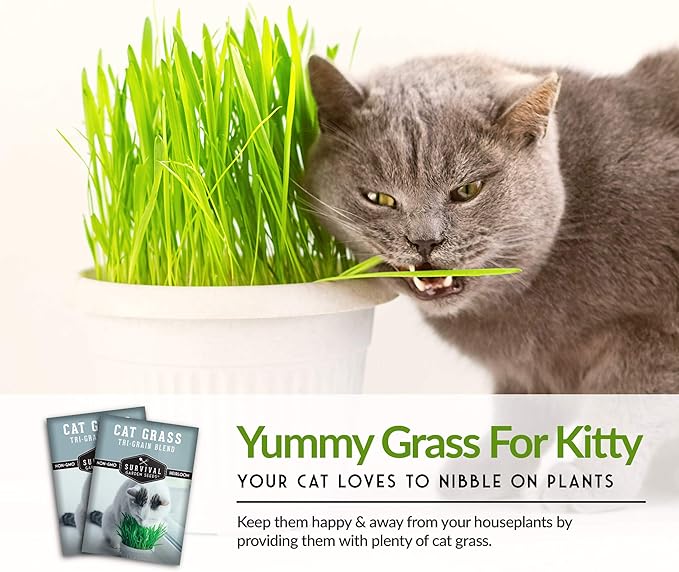 Cat Grass Seed for Planting - 2 Packets with Instructions to Plant & Grow Greens for Your Pet Indoors or Outdoors in a Container or Garden - Non-GMO Heirloom Variety - Survival Garden Seeds