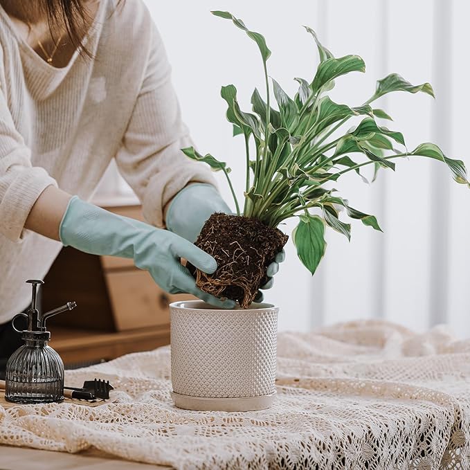 6 Inch Plant Pot: Ceramic Planter with Drainage Hole & Saucer for Indoor Outdoor Plants - Flowerpot with Bonded Tray for Home Office - Beaded Embossed Style, Cream White