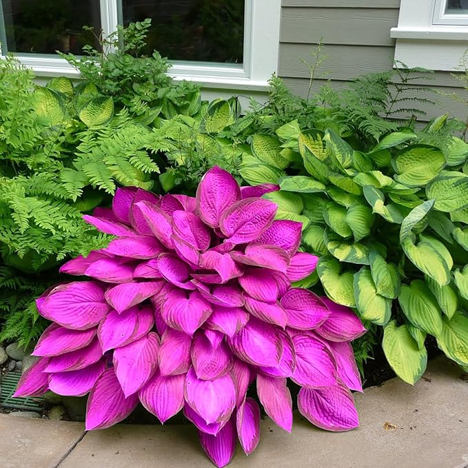 Purple Hosta Seeds - 200pcs Attract Pollinators Perennial Hosta Plants Ease of Planting Ideal for Shaded Gardens