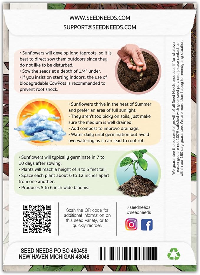 Seed Needs, Chocolate Sunflower Seeds - 40 Heirloom Seeds for Planting Helianthus annuus - Annual Flowers to Plant Outdoors, Attracts Bumblebees and Butterflies, Great as a Cut Flower (5 Packs)