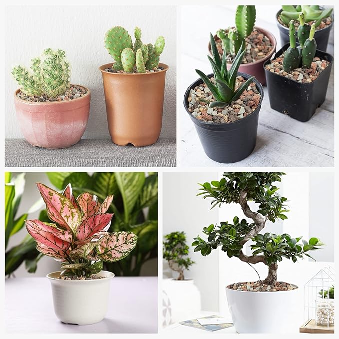 GASPRO 5lbs Lava Rocks for Plants, 1/5 Inch Pea Gravel for Succulent, Pots Indoor, Terrarium, Cactus, Bamboo, Bonsai Tree, Top-Dressing, Mixed Color Volcanic Rocks, Good Drainage