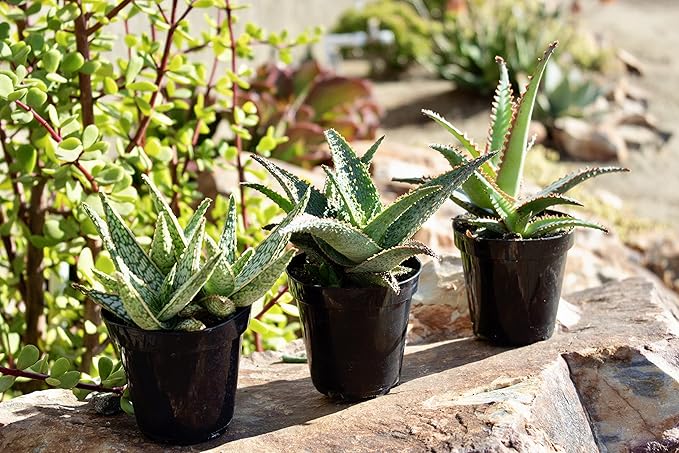 Live Aloe Plant Succulents (3 Pack), Succulents Plants Live in Potting Soil, Potted Succulents Live Plants, Star Aloe Plants Live in Cacti Pots, Cactus Plants Live Succulent Plants by Plants for Pets