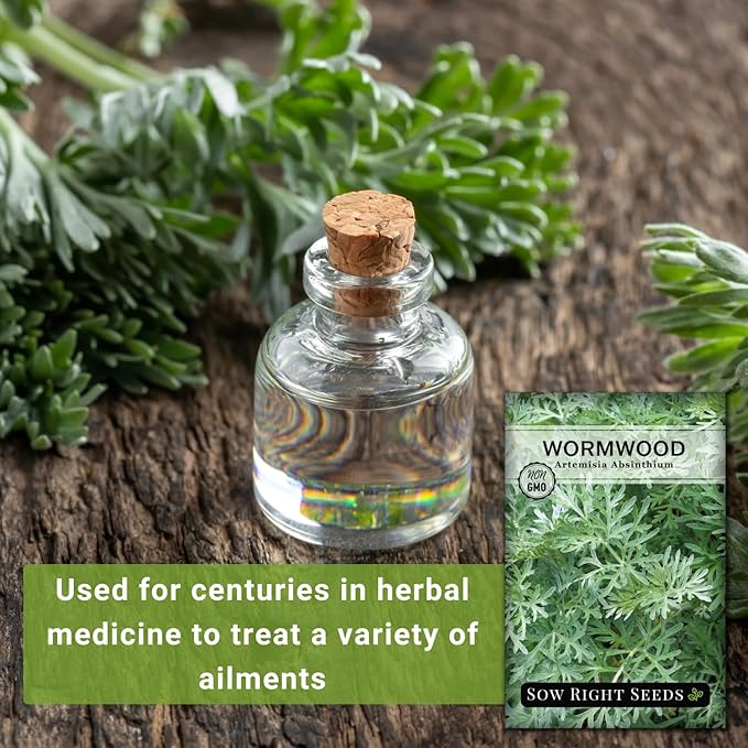 Sow Right Seeds - Wormwood Seeds for Planting - Non-GMO Heirloom Packet with Instructions to Plant & Grow an Outdoor or Indoor Herb Garden - Sagewort Repels Mosquitoes - Medicinal Worm Wood Herb (2)