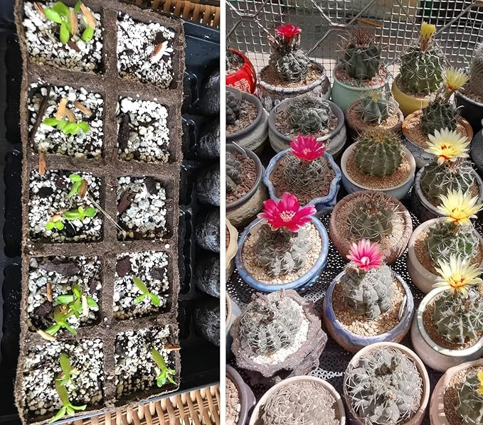 50 QT Professional Grade Horticultural Organic Vermiculite and Perlite (Perlite, 50 QT)