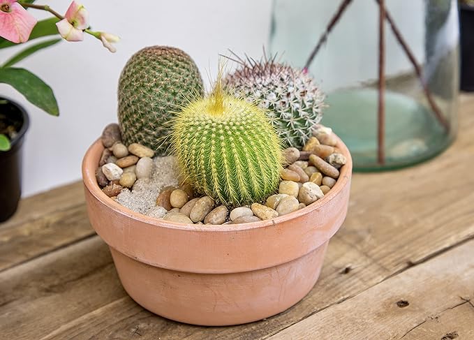 Altman Plants, Assorted Cactus Plants Live Cactus Decor (8PK), Cactus Plant Live Succulents Plants Live in Cactus Soil Potting Mix, Live Cacti Plants Live Succulent Plants Live Plants in Cactus Pot