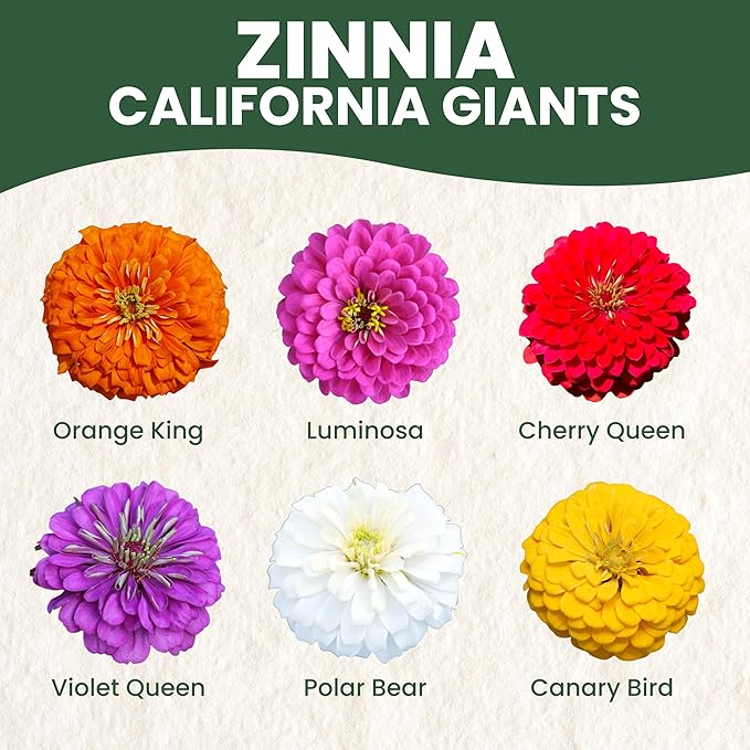 Zinnia California Giants - Large 1 Ounce Packet - 3,000 Flower Seeds for Planting - Zinnia elegans