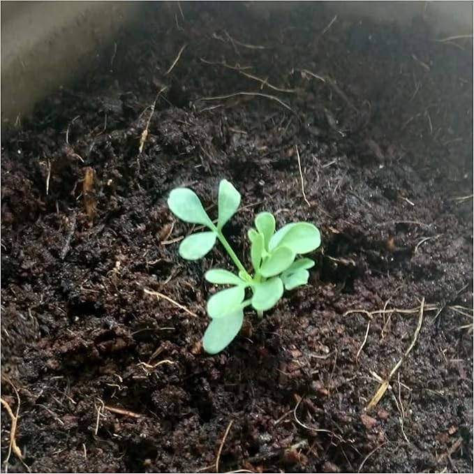 Seed Needs Rue Seeds for Planting - Non-GMO, Heirloom & Untreated Perennial Herbs - Organically Grow a Home Grown Medicinal Herb Garden Indoors or Outdoors (1 Pack)