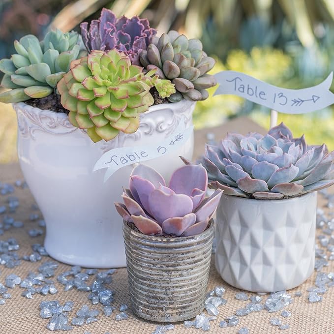 Altman Plants, Echeveria Succulents Live Plants (4 Pack), Live Succulents Plants Live Houseplants, Live Indoor Plants Succulent Plants, Succulent Plant House Plants Indoors Live Succulent Party Favors