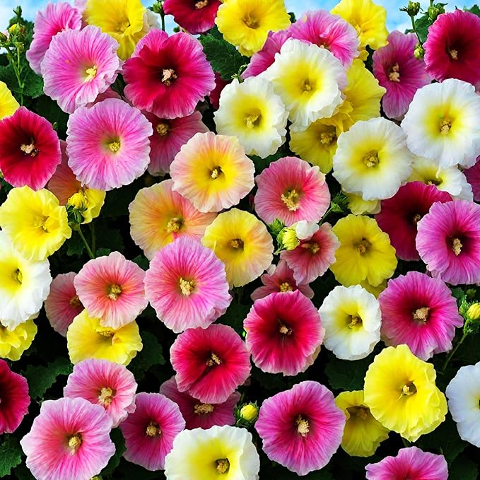 400+ Hollyhock Seeds: Vibrant Carnival Mix (Pink, Yellow, White) for Giant Blooms