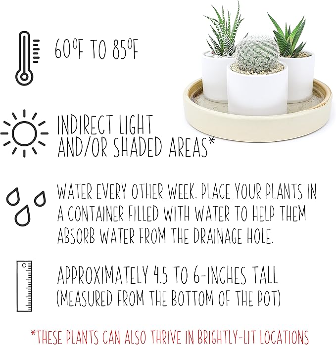Plants for Pets Live Low Light House Plants in Ceramic Succulent Pots (3 Pack), Gasteria Succulent Plant and Cactus Plants Live with Potting Soil, Haworthia Succulents for Indoor Growing Home Décor