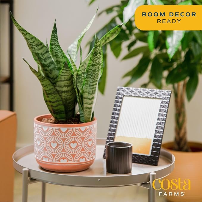 Costa Farms Snake, Sansevieria Mother-In-Law's Tongue in Mid-Century Modern Planter Stand Fits on Floor/Tabletops, Live Indoor Plant, 12-Inch Tall, Grower's Choice