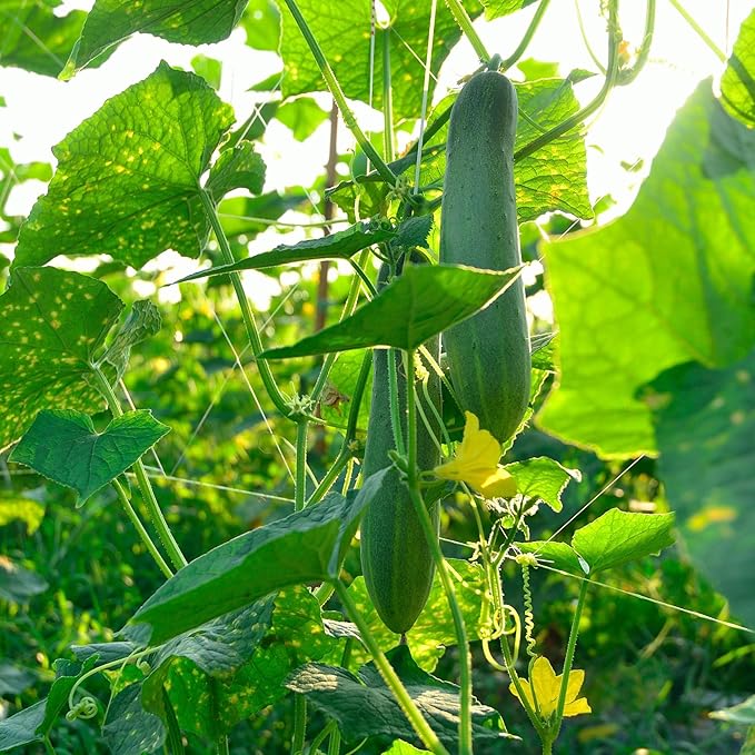 Beit Alpha Cucumber Seed CMR/MMR for Planting - Over 90 Heirloom Seed Pack - Non-GMO Pickling Cucumber Seeds for Planting Indoors or Outdoors