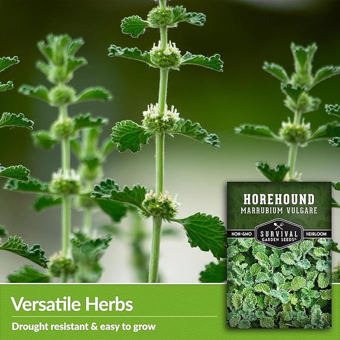 Horehound Seed for Planting - 5 Packets with Instructions to Plant and Grow Beneficial Marrubium Medicinal Herbs in Your Home Vegetable Garden - Non-GMO Heirloom Variety - Survival Garden Seeds