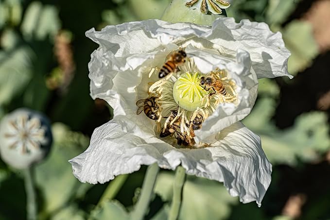 Plant Good Seed Organic Peshawar Poppy Seeds - Pack of 250, Pack of 100 Heirloom Seeds For Planting Flowers - Gardening Supplies, Herb Garden, Wildflower, Flower Seeds To Plant Outside - Non-GMO, From USA