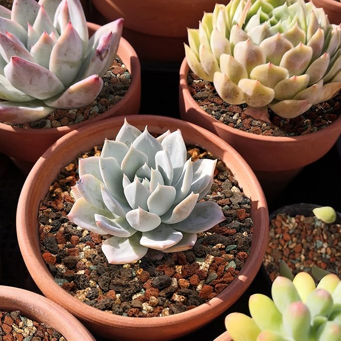 9.7lb Mix Horticultural Lava Rock Pebbles-Decorative Landscaping Gritty Rocks,Pumice Potting Soil Amendment,Additive for Succulent,Cactus Bonsai,Vase Fillers,Terrarium,Fairy Gardening,Top Dressing.