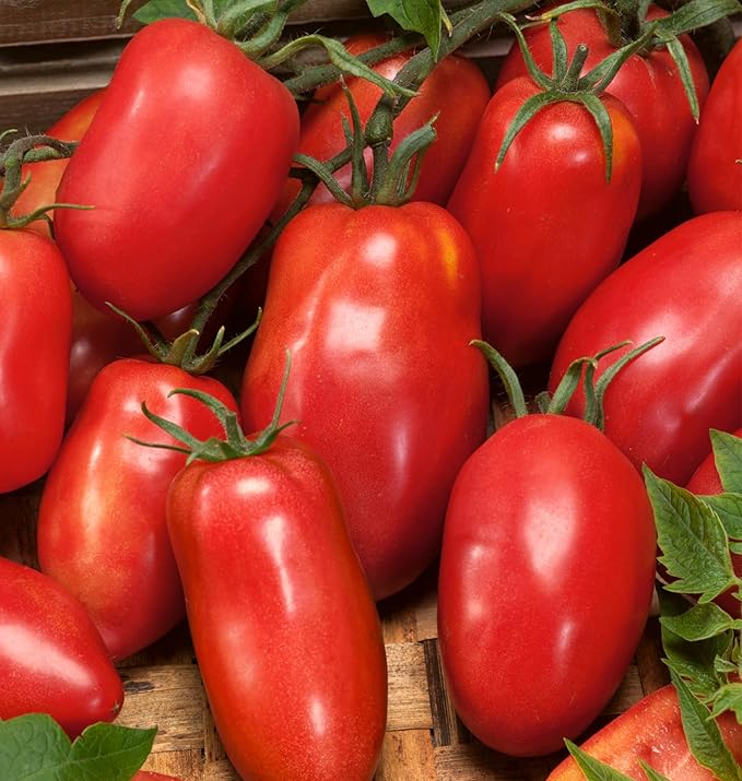 Burpee 'Amish Paste', Tomato Seeds, 25 Non-GMO seeds
